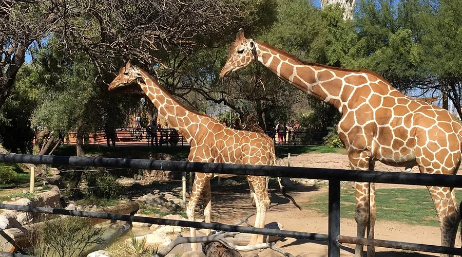 African Zoo Names