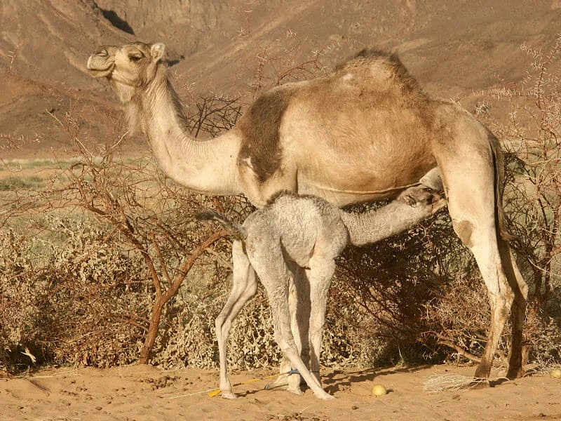 Baby Camel Names