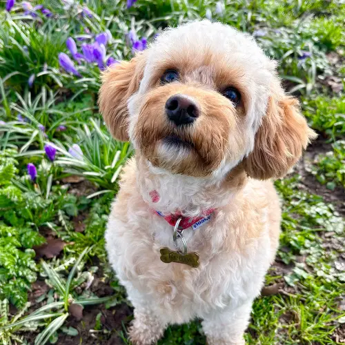 Baby Cavapoo Names