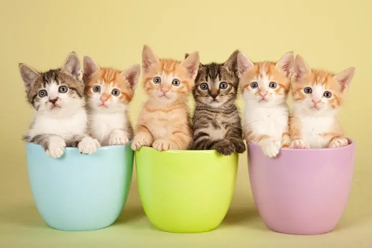 Baby Kitten Names