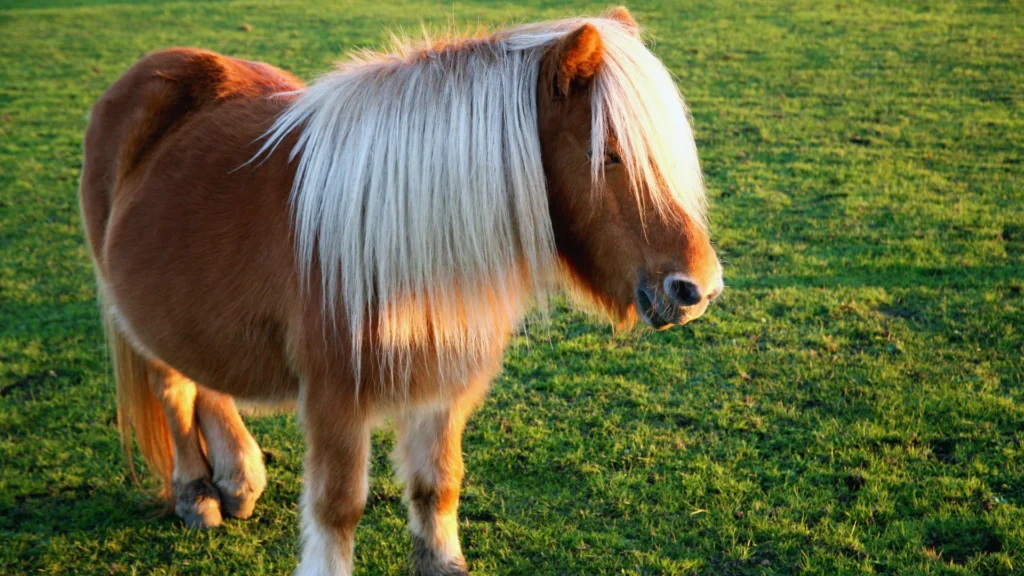 Baby Pony Names