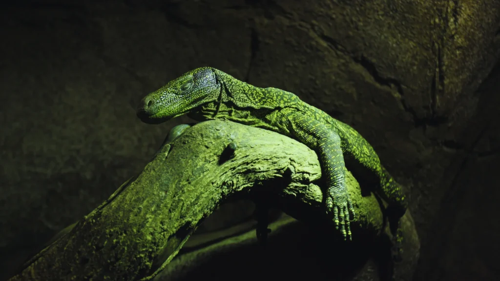 Baby Reptile Names