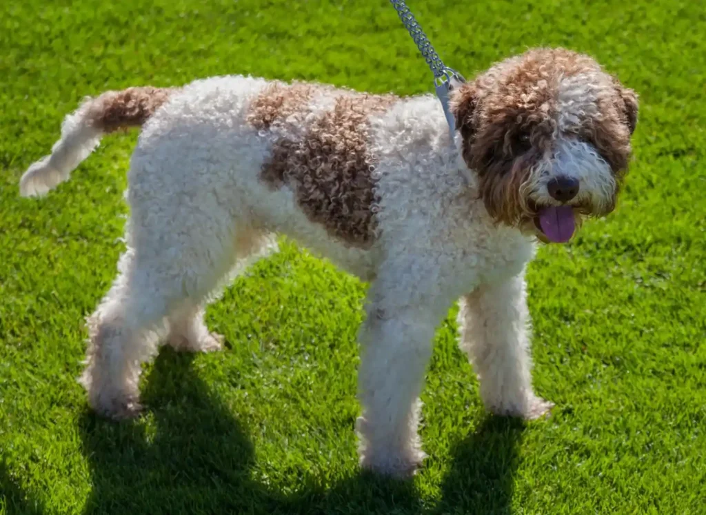 Badass Spanish Dog Names