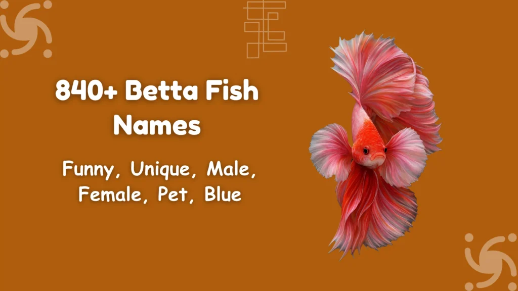 Betta Fish Names