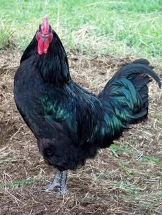 Black Chicken Names
