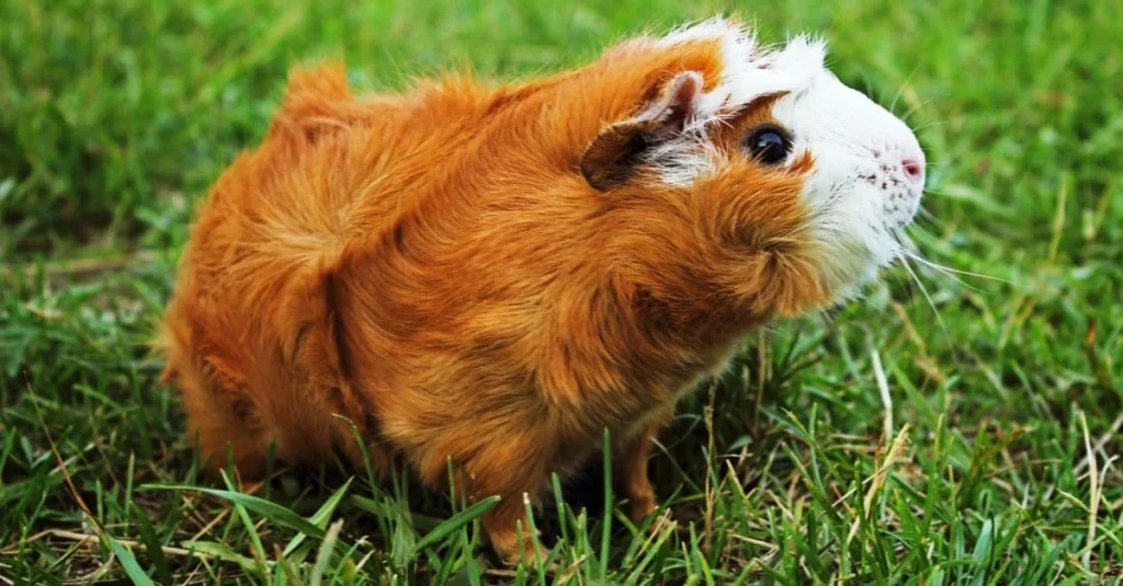 Brown Guinea Pig Names