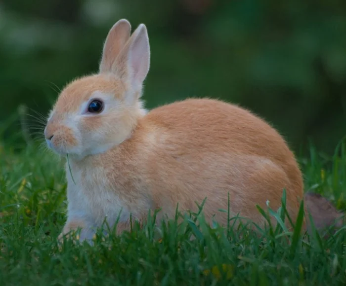 Bunny Rabbit Names