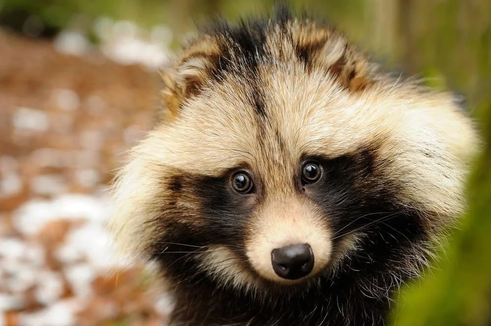 Bushy-Tailed Raccoon Names