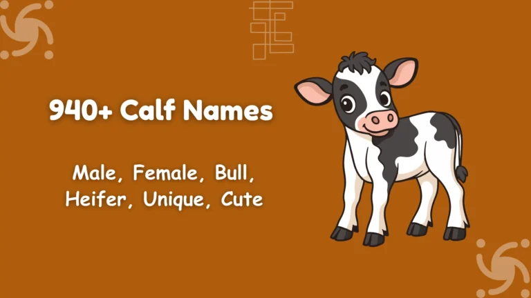 Calf Names