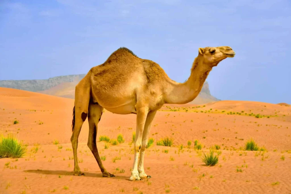 Camel Character Names