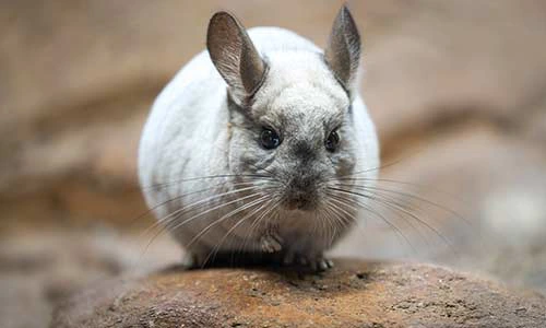 Catchy Chinchilla Names