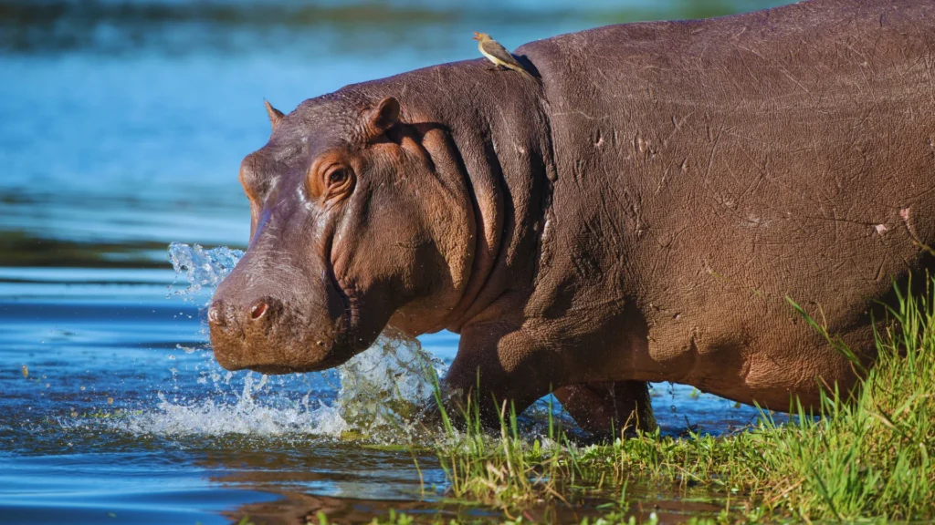 Catchy Hippo Names
