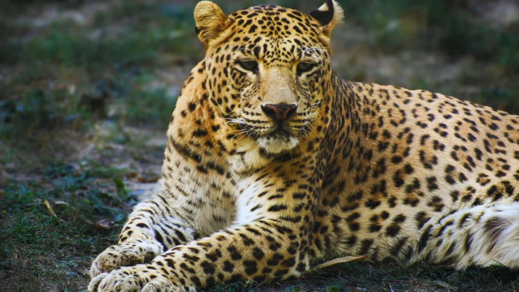 Catchy Leopard Names