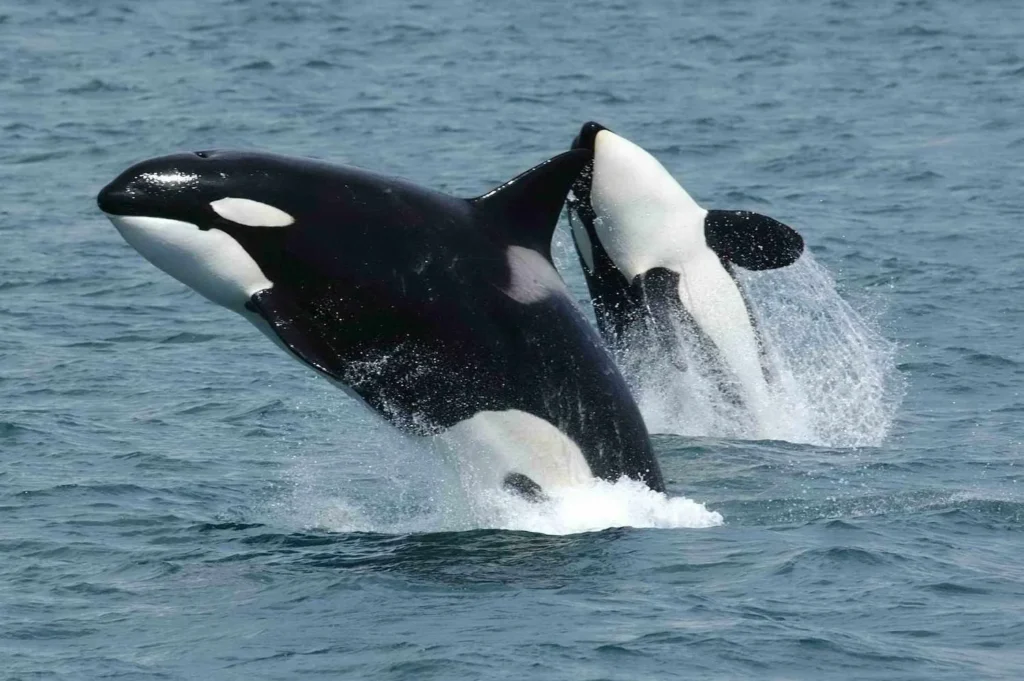 Catchy Whale Names