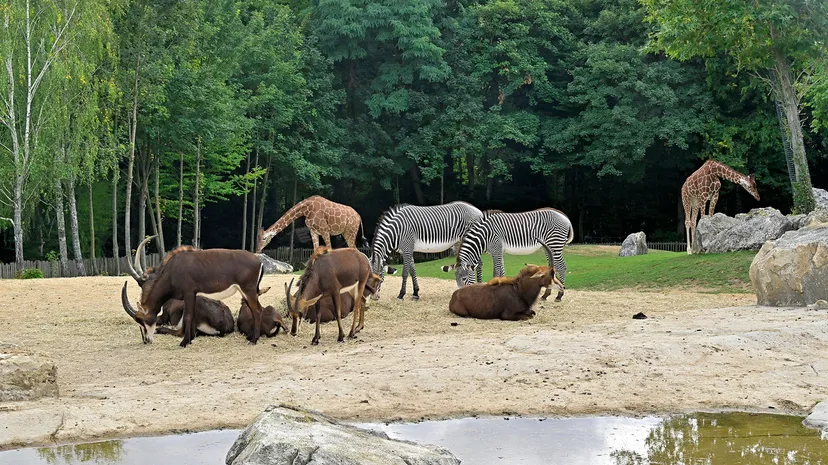 Catchy Zoo Names
