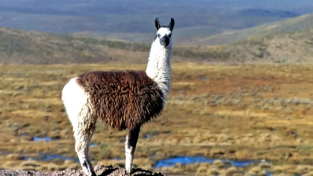 Christmas Llama Names