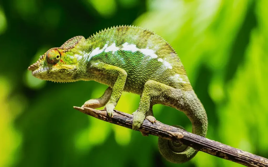 Clever Chameleon Names