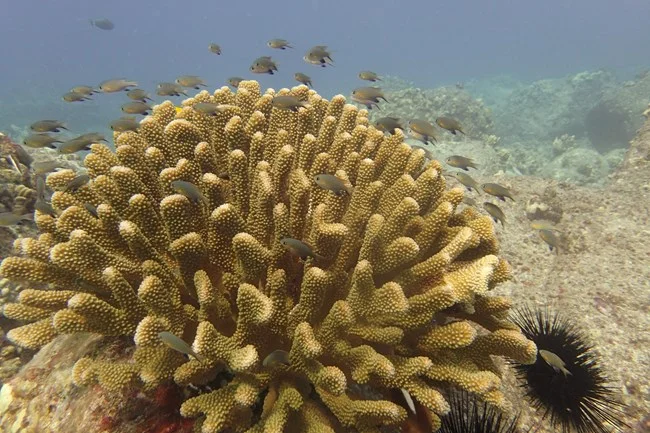 Clever Coral Names