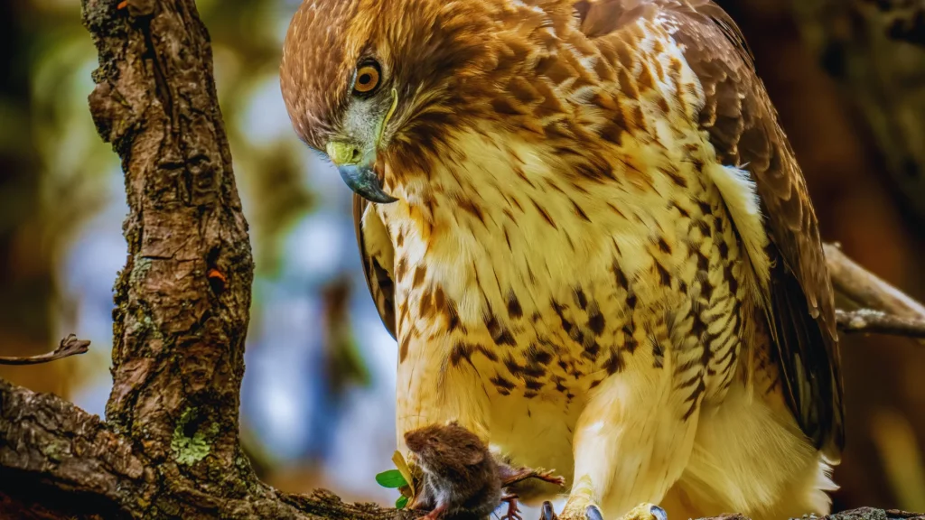 Clever Hawk Names