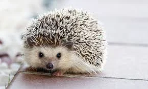 Clever Hedgehog Names