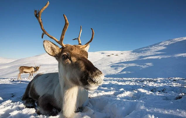 Clever Reindeer Names