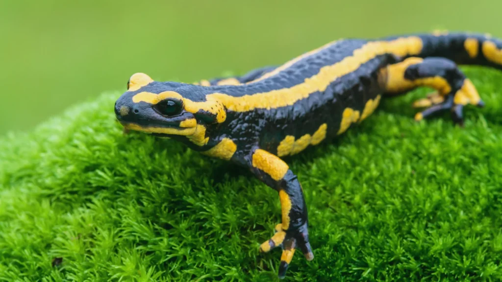 Clever Salamander Names