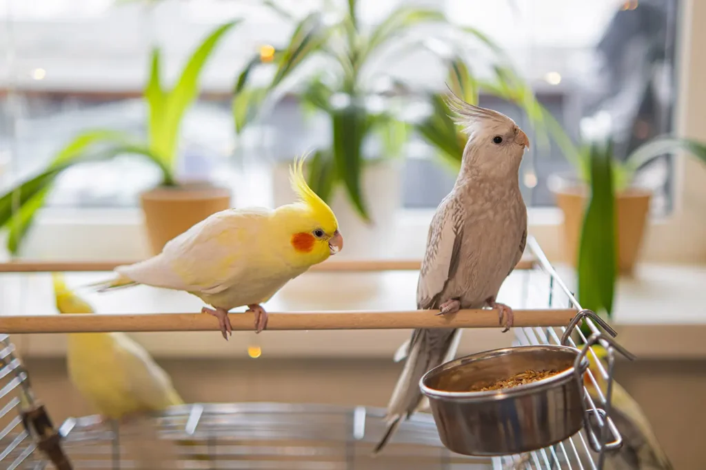 Cockatiel Names for Pairs