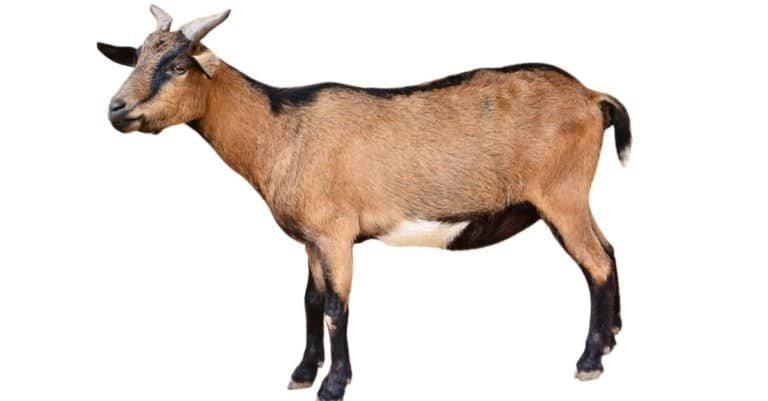 Cool Goat Names