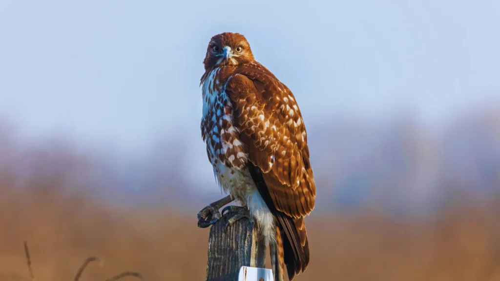 Cool Hawk Names