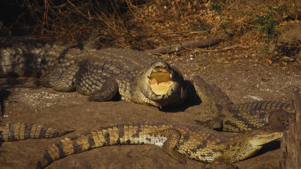 Cool Reptile Names
