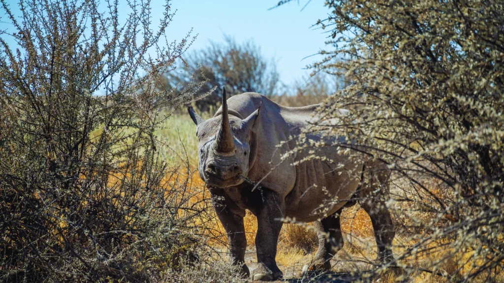 Cool Rhino Names