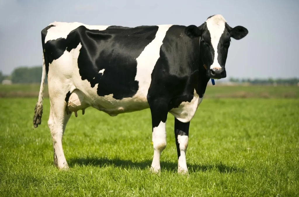 Cow Pun Names