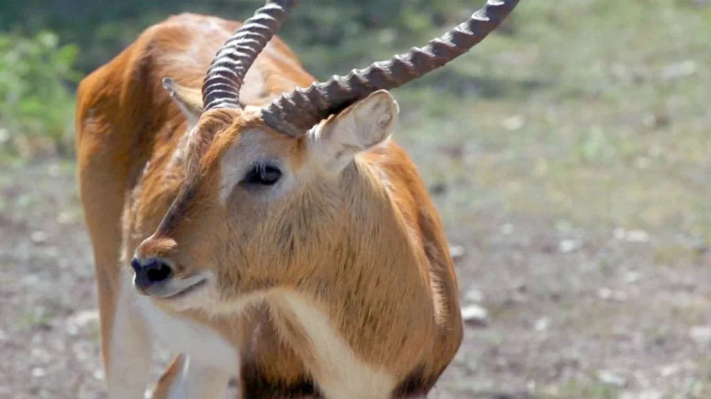Creative Hunting Names