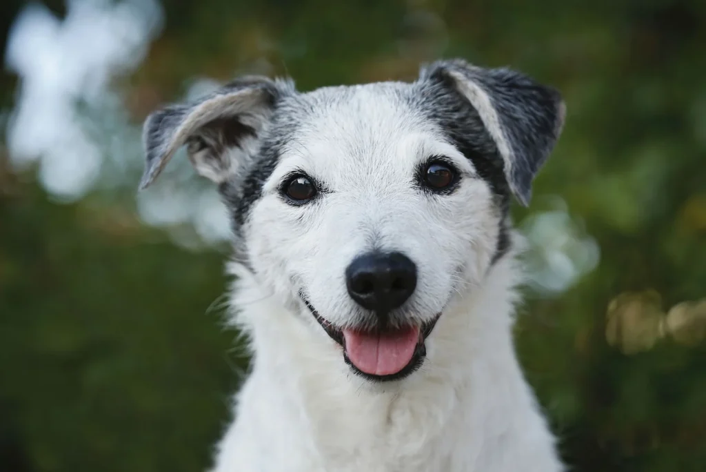 Culturally Inspired Spanish Dog Names