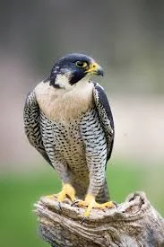 Cute Falcon Names