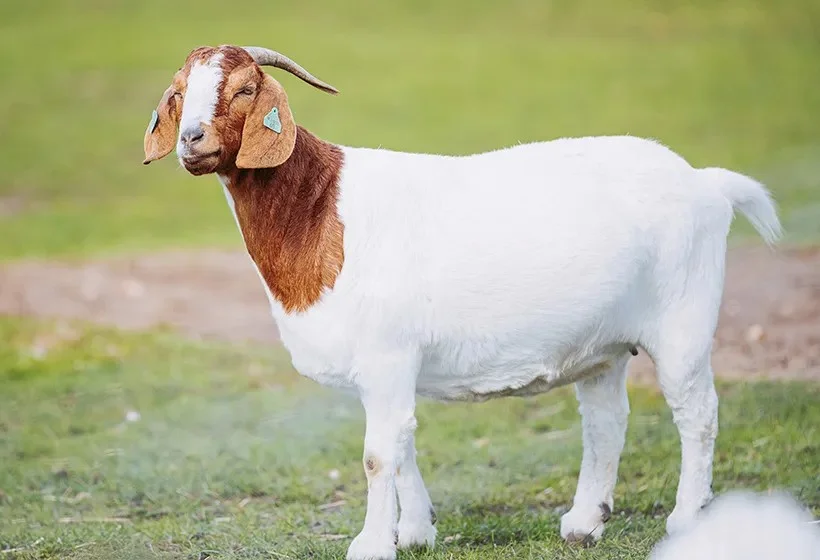 Cute Goat Names