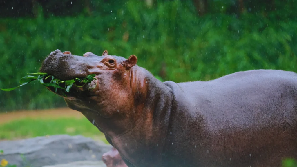Cute Hippo Names
