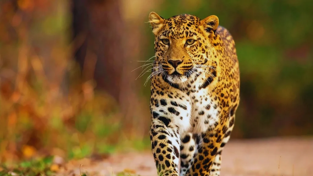 Cute Leopard Names