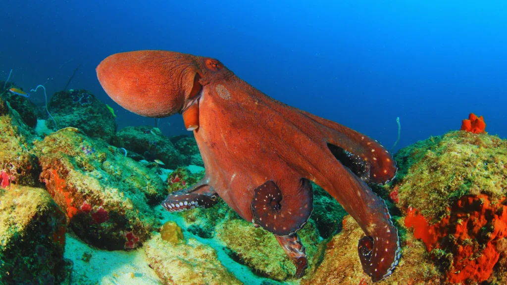 Cute Octopus Names
