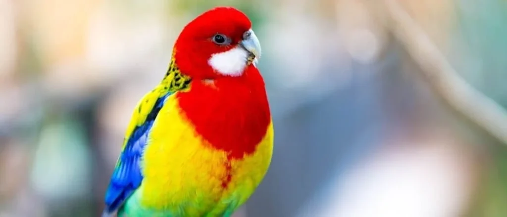 Cute Parakeet Names