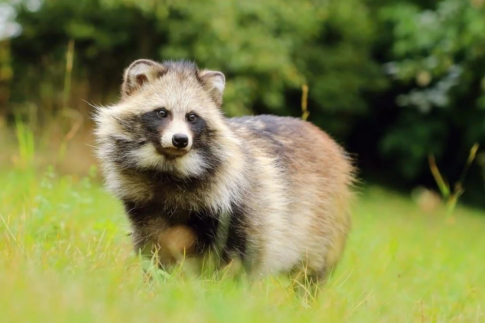 Cute Raccoon Names