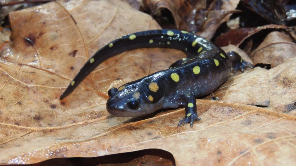 Cute Salamander Names
