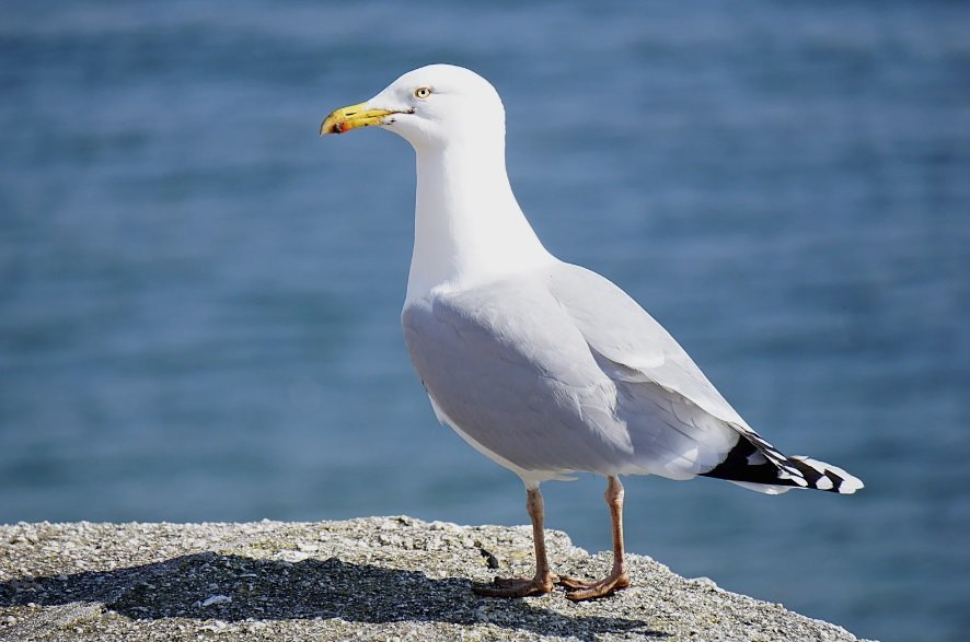 Cute Seagull Names