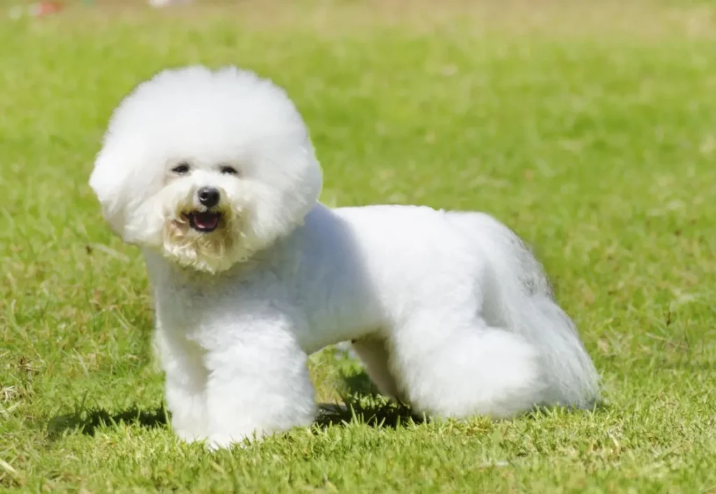 Cute Spanish Puppy Names
