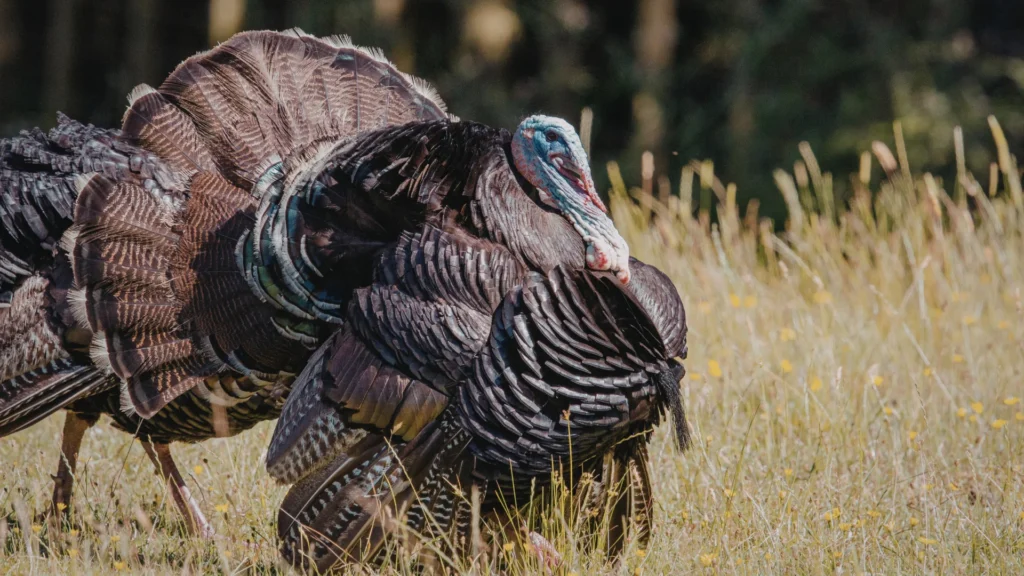 Cute Turkey Names