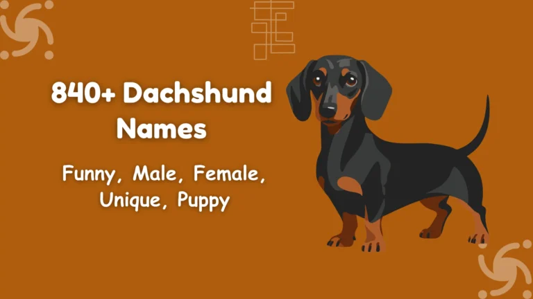 Dachshund Names