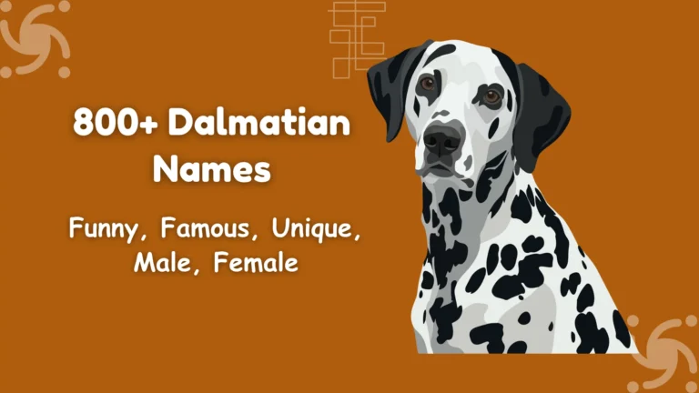 Dalmatian Names