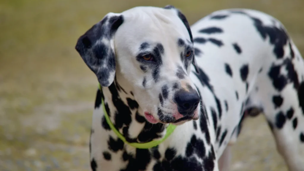 Dirty Dalmatian Names