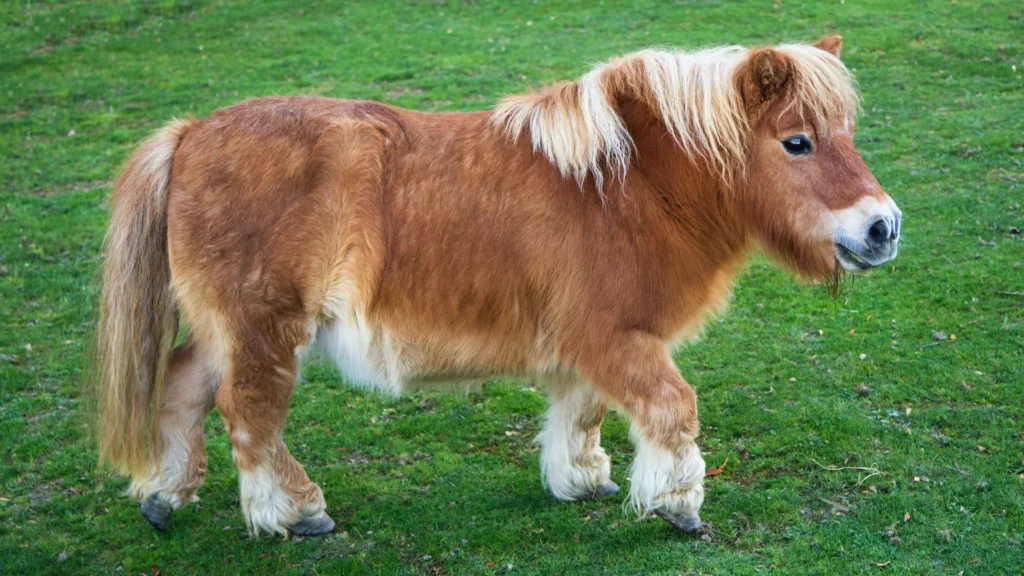 Dirty Pony Names