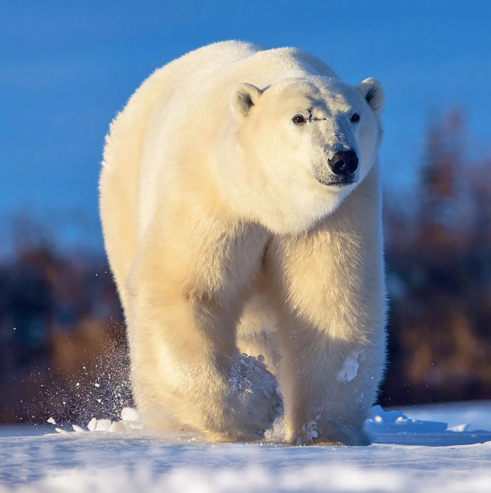 Disney Polar Bear Names